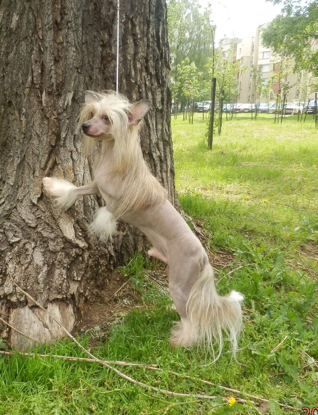 Volshebnaja Loshadka  Rely Upon Me