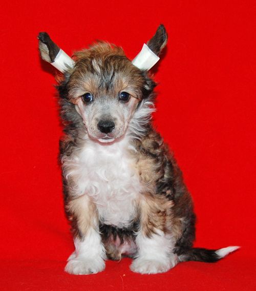  Volshebnaja Loshadka Rich Raiment