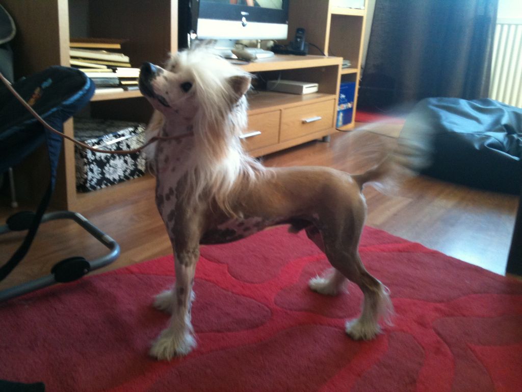 Bonniveras Fu'Lgidus