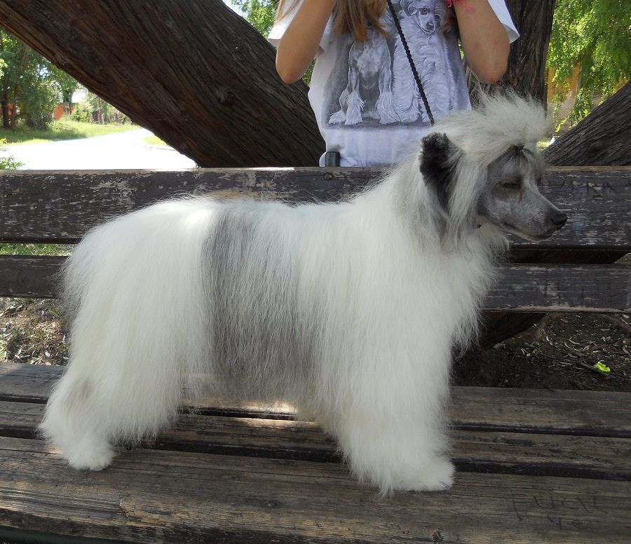 Dotted Deja Vu Di Rabozi