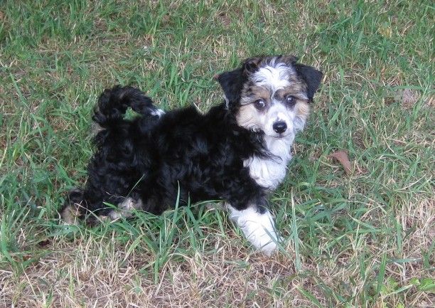 Ibykus von den Windpferden