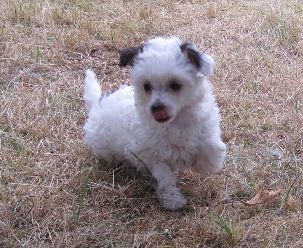 Isis von den Windpferden