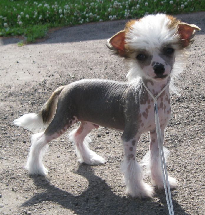 Fleur de Lys Geronimo Mauvais