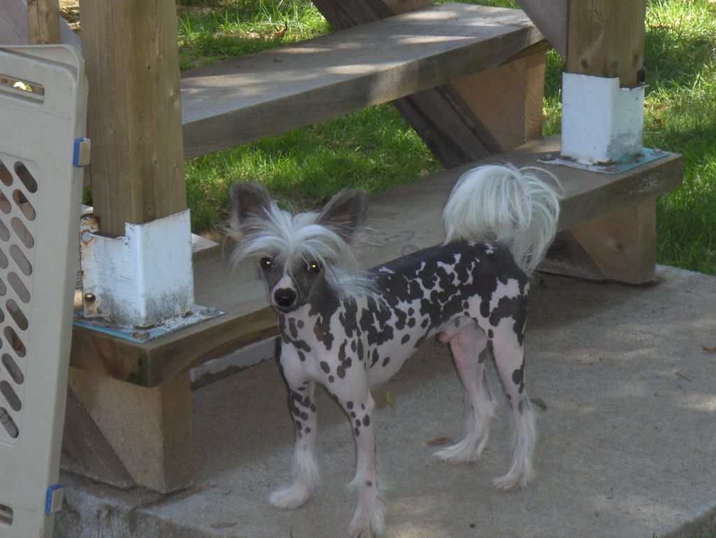 Fleur de Lys Avalanche Mauvais