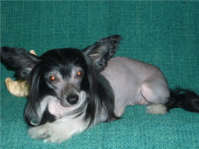 Kado Kitaiski Potcelui Yamajka