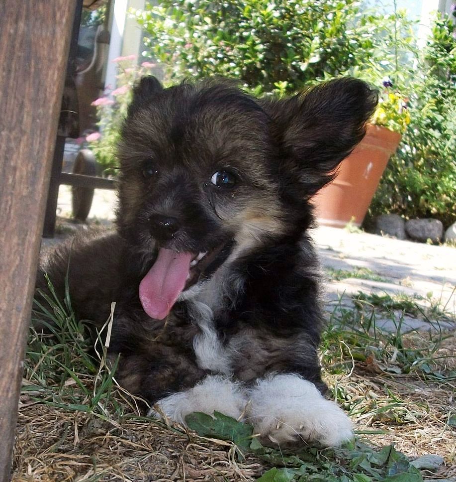 Be My Dog's Quest Of Honour