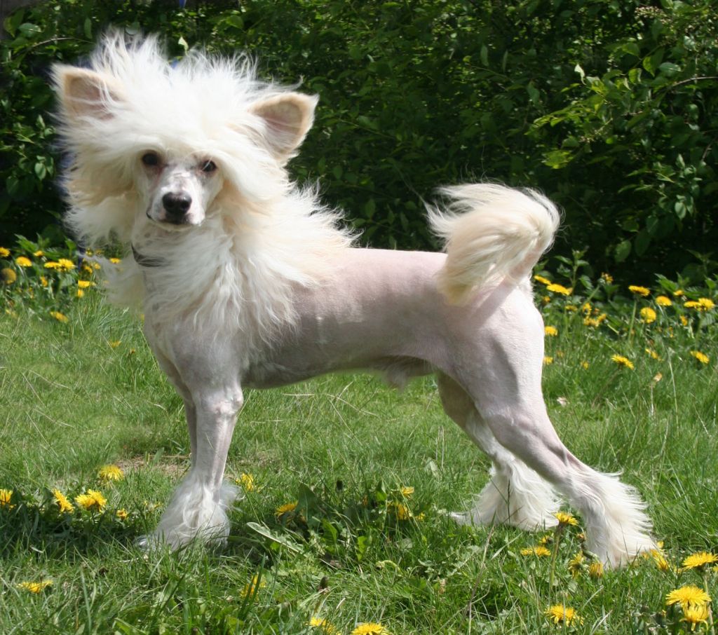 Curlycrest's Poetic Justice