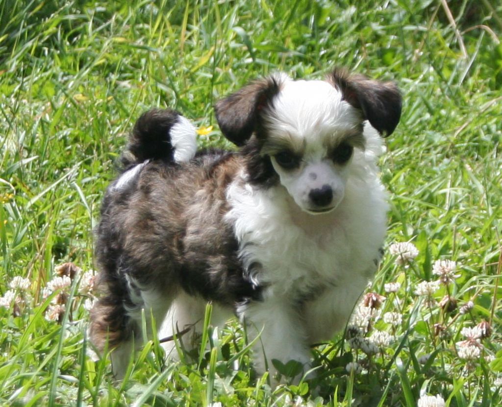 Curlycrest's My Sweet Tinkerbell