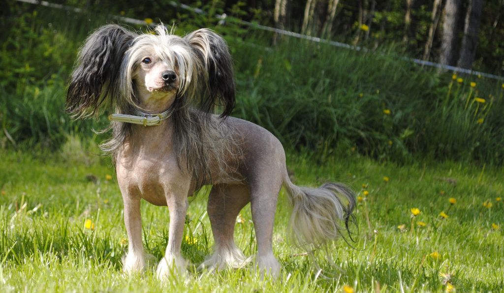 Curlycrest's Blue Skies