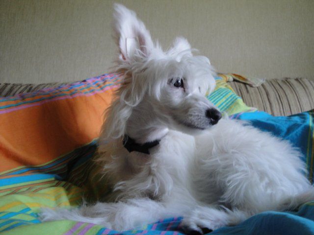 Sharman Vip Printsessa Shanti