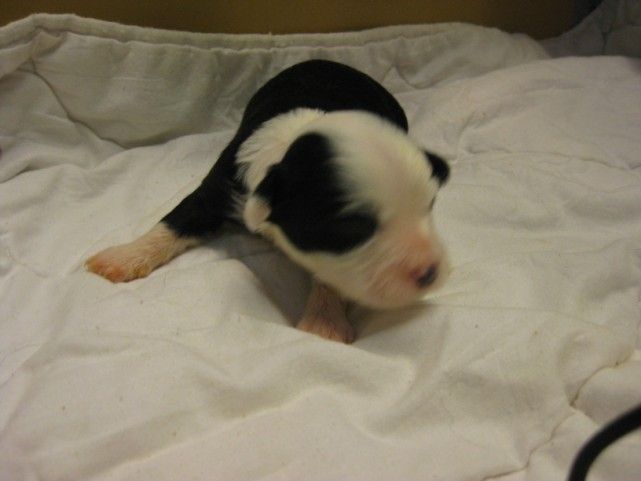 Big Jokes Bohemian Rhapsody