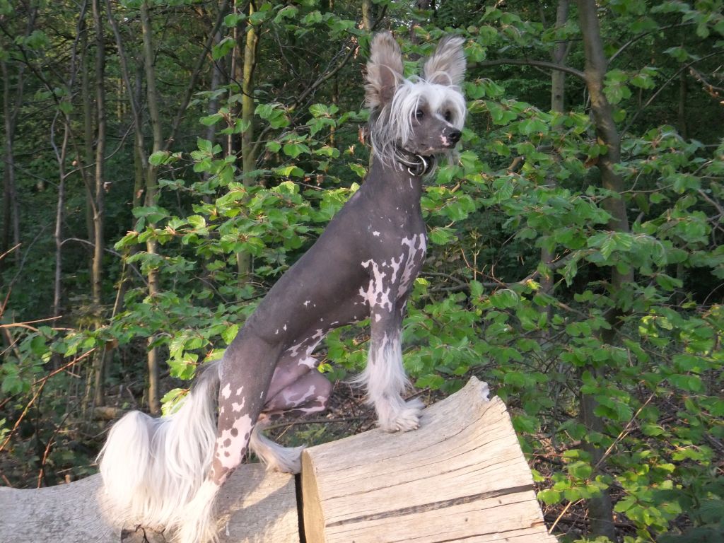 Be My Dog's Rubberbandman