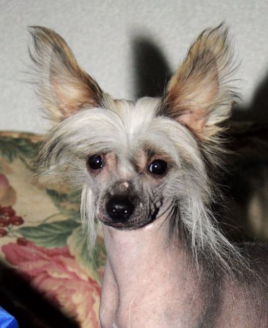 Be My Dog's Rhythm Divine