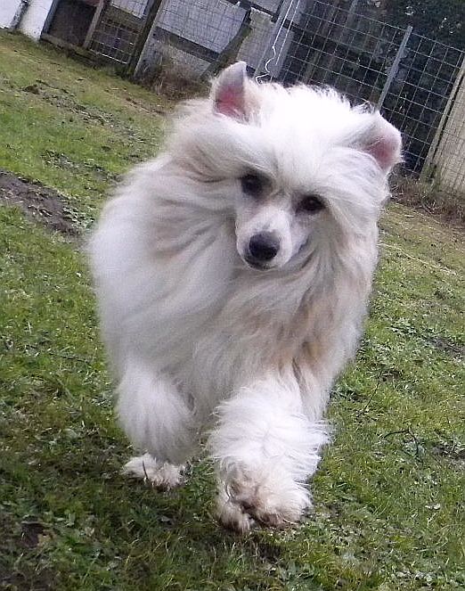 Be My Dog's Rock Stop