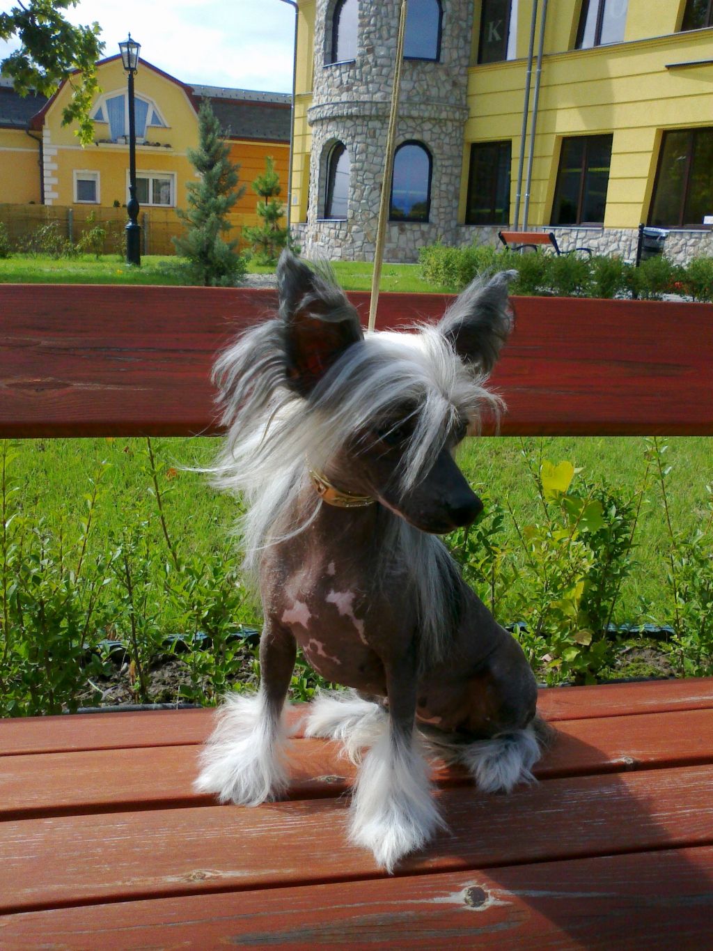 Arabea Angels Hermione