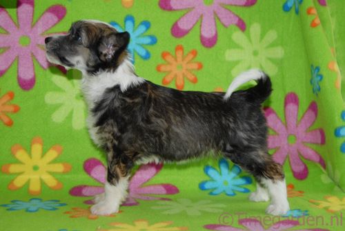 Timegarden Ritz Bitz