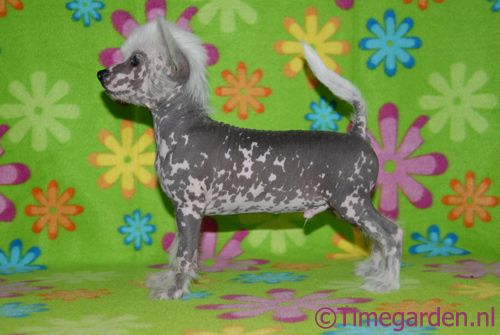 Timegarden Nutter Butter