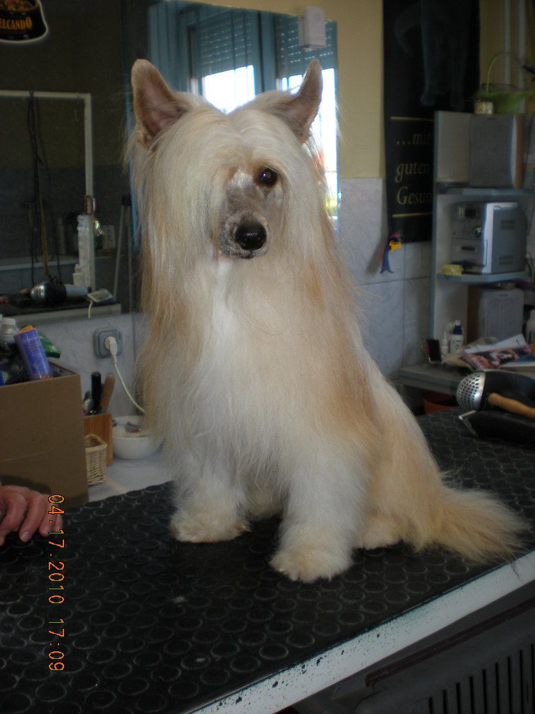 Tarjánfalvi Red Devil  Asterix