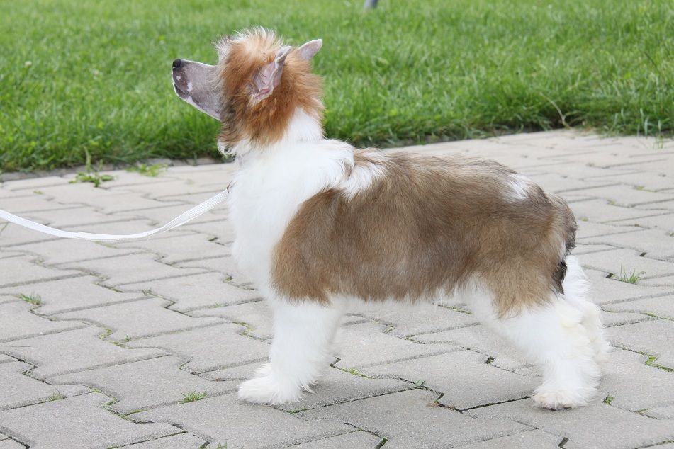 Chained Heart Princes de la Roses