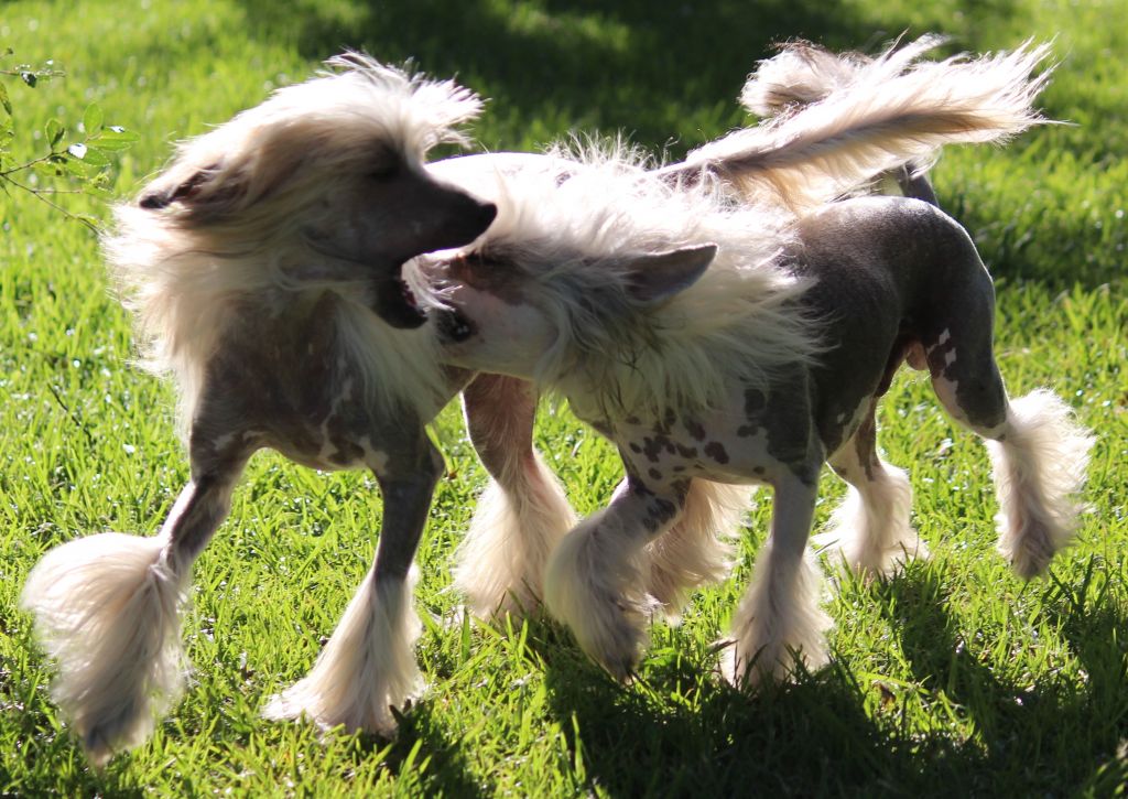Chocolate Chip Princes de la Roses