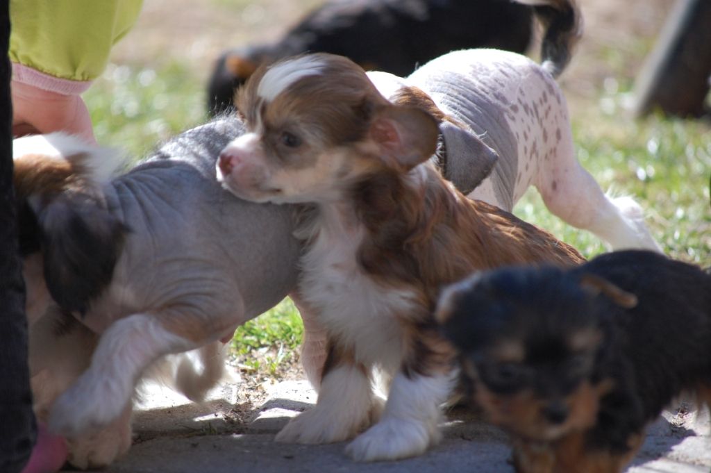 Soldalens Kwang Tung