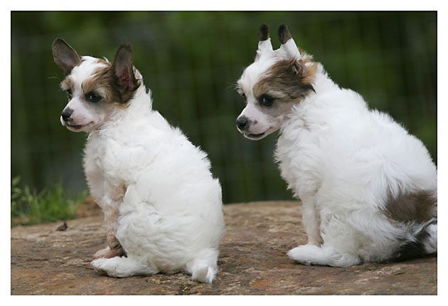 Gou's Kiss With a Fist