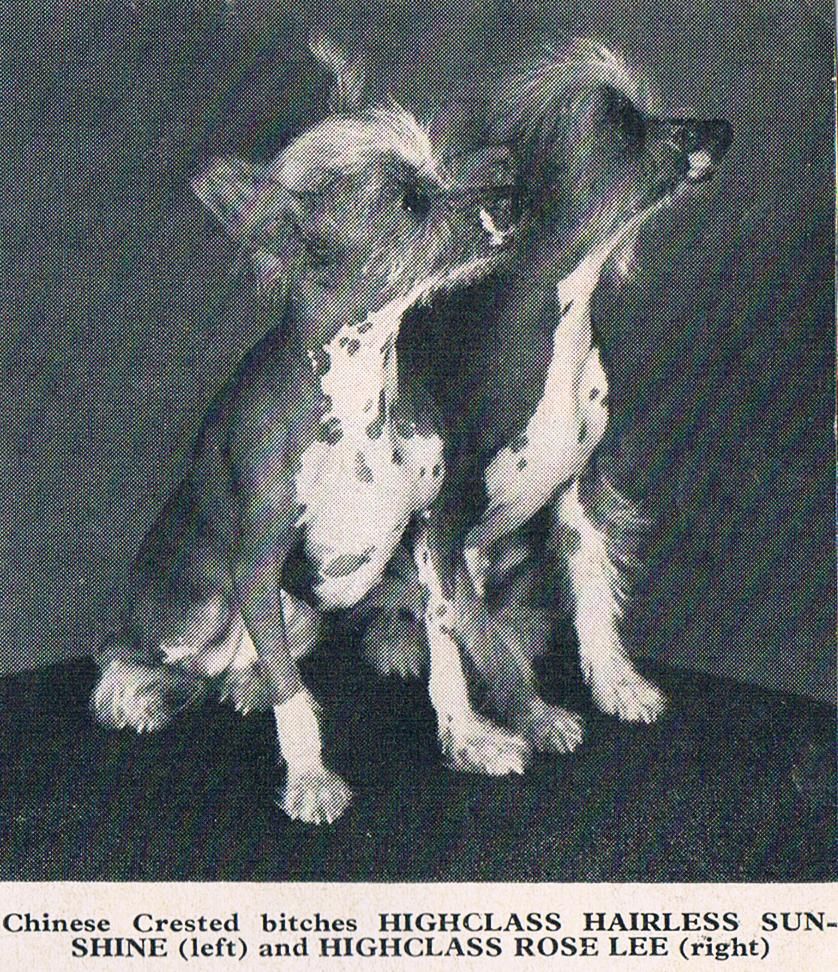 Highclass Hairless Sunshine