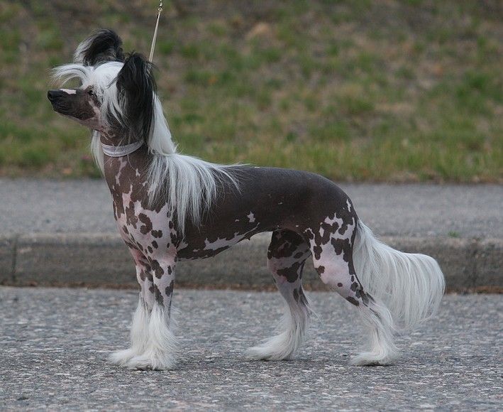 Maybell's Gimme Love