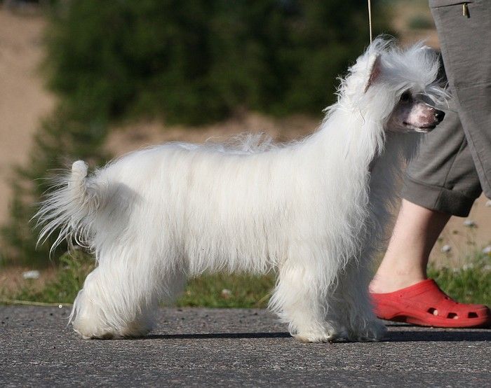 Maybell's Gimme Sympathy