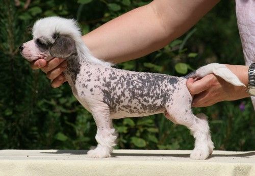 Maybell's Gimme Magic