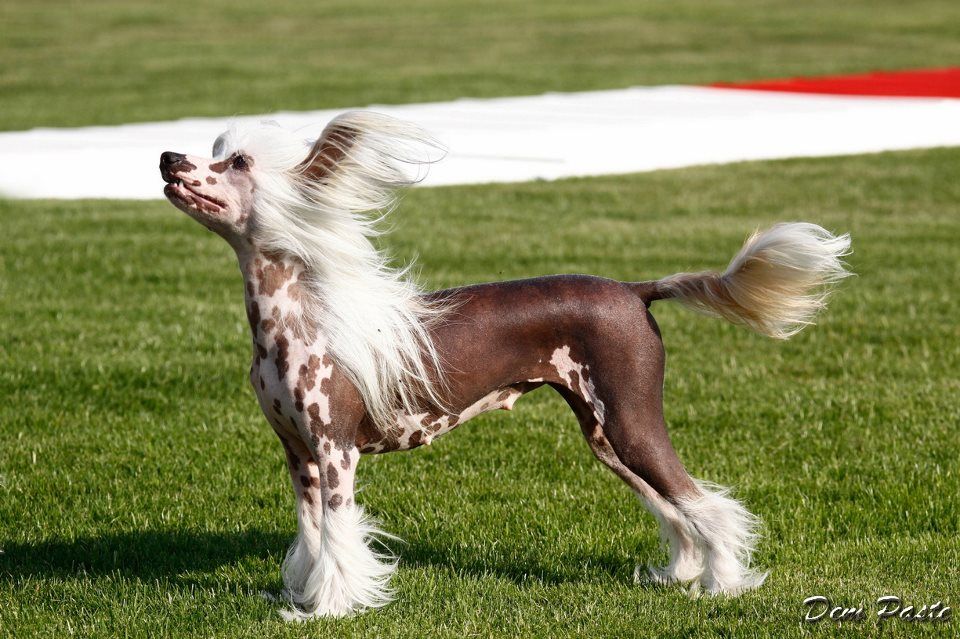 Olegro Katrin Valencia