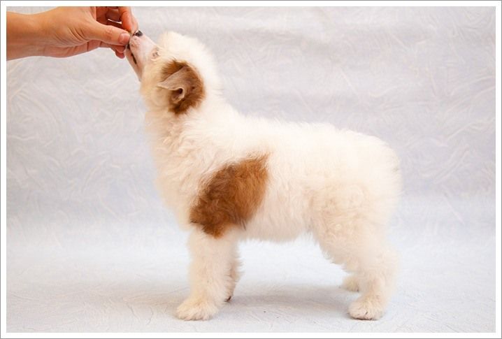 Olegro Katrin Vankouver