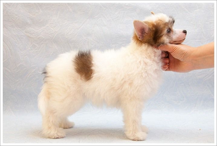 Olegro Katrin Vilyareal