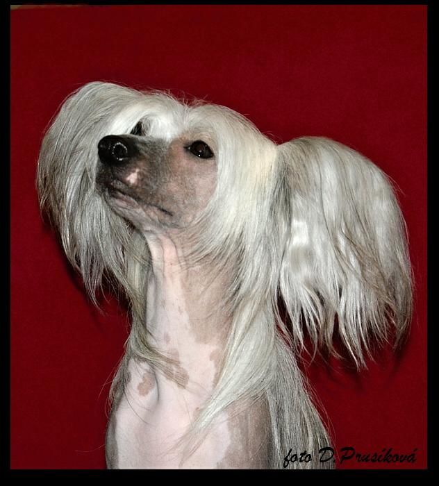 Ameerah Foxly Bohemia