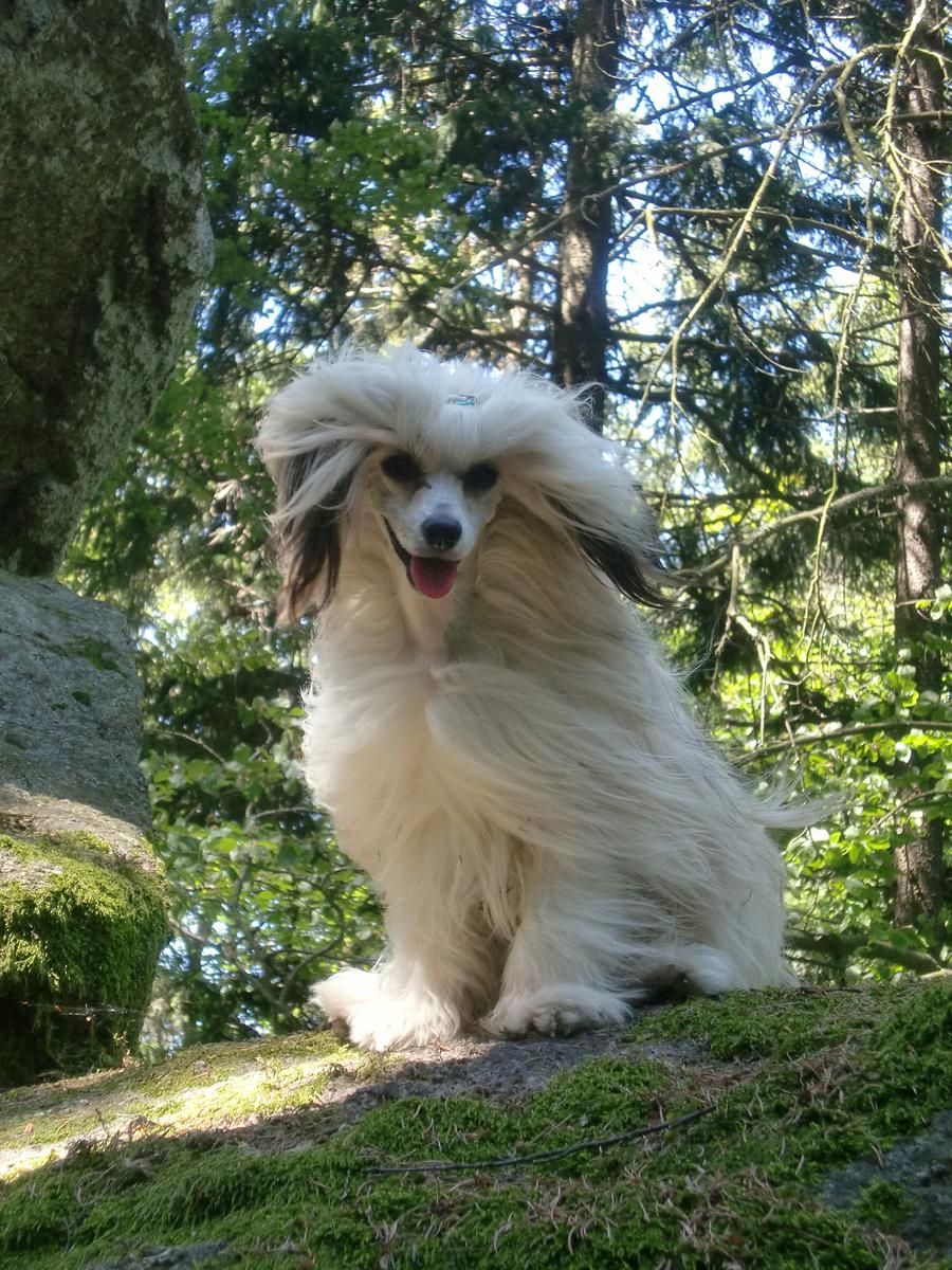 Armani Diamond Santa la Vida