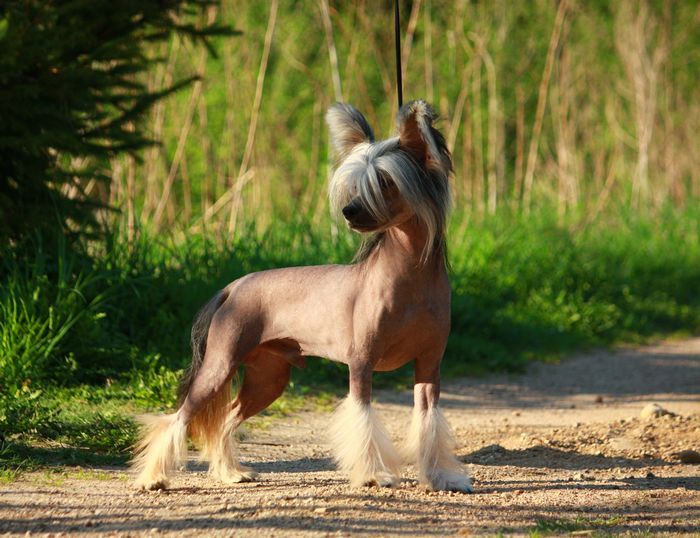 Master Card Next Germanika