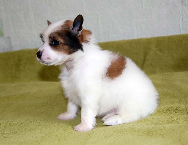 Schelkovoe Serdce Tarasik