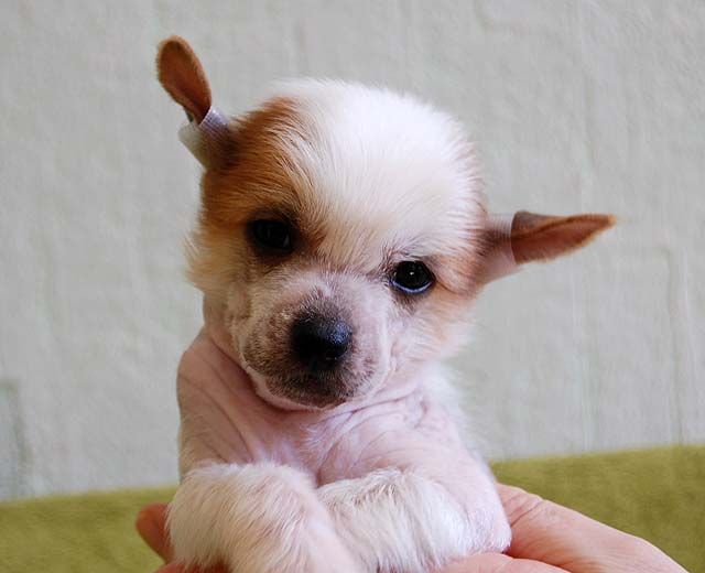 Schelkovoe Serdce Tilli-Villi