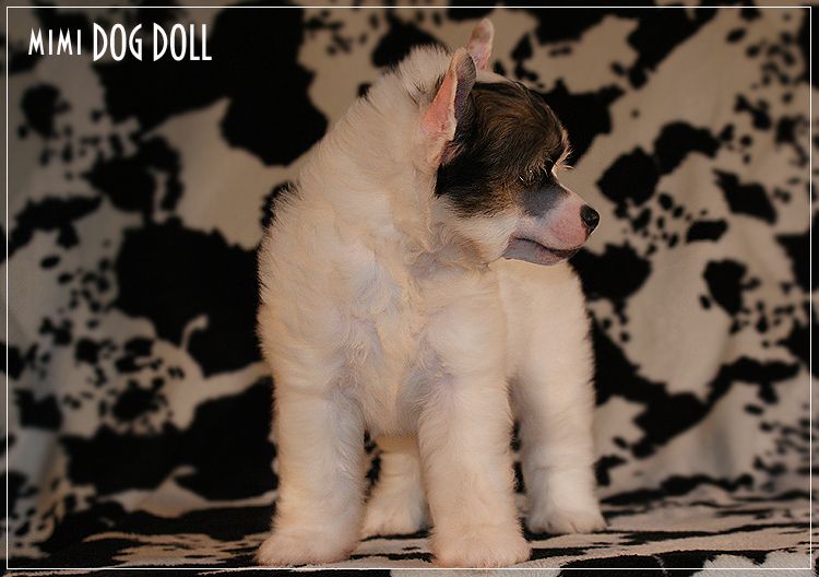 Mimi Dog Doll Cocktail