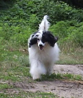 Apriori Vip Burberry