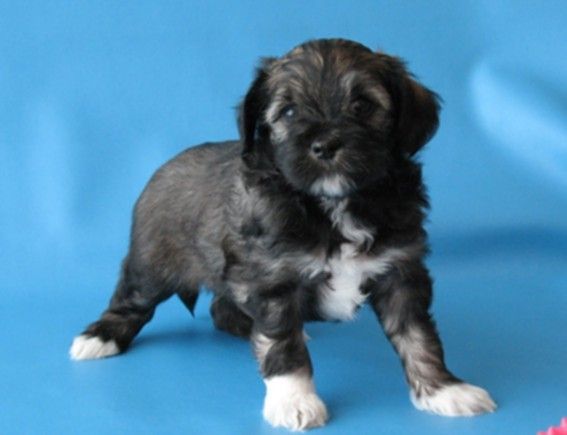 Sokrovishcha Valkirii Bjanka