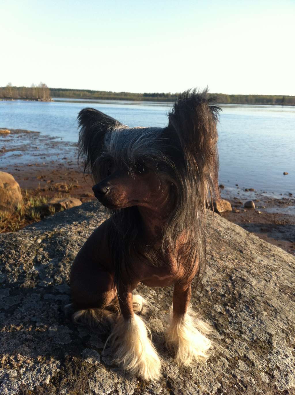 Elfgrace Solomeya Suri