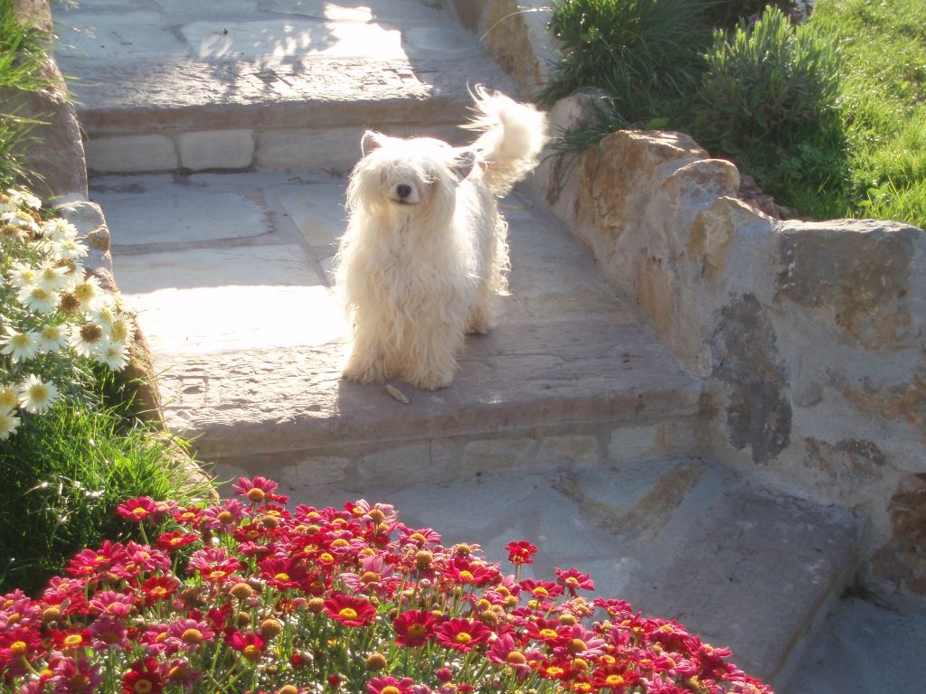 Queen Cash De Bandedogge