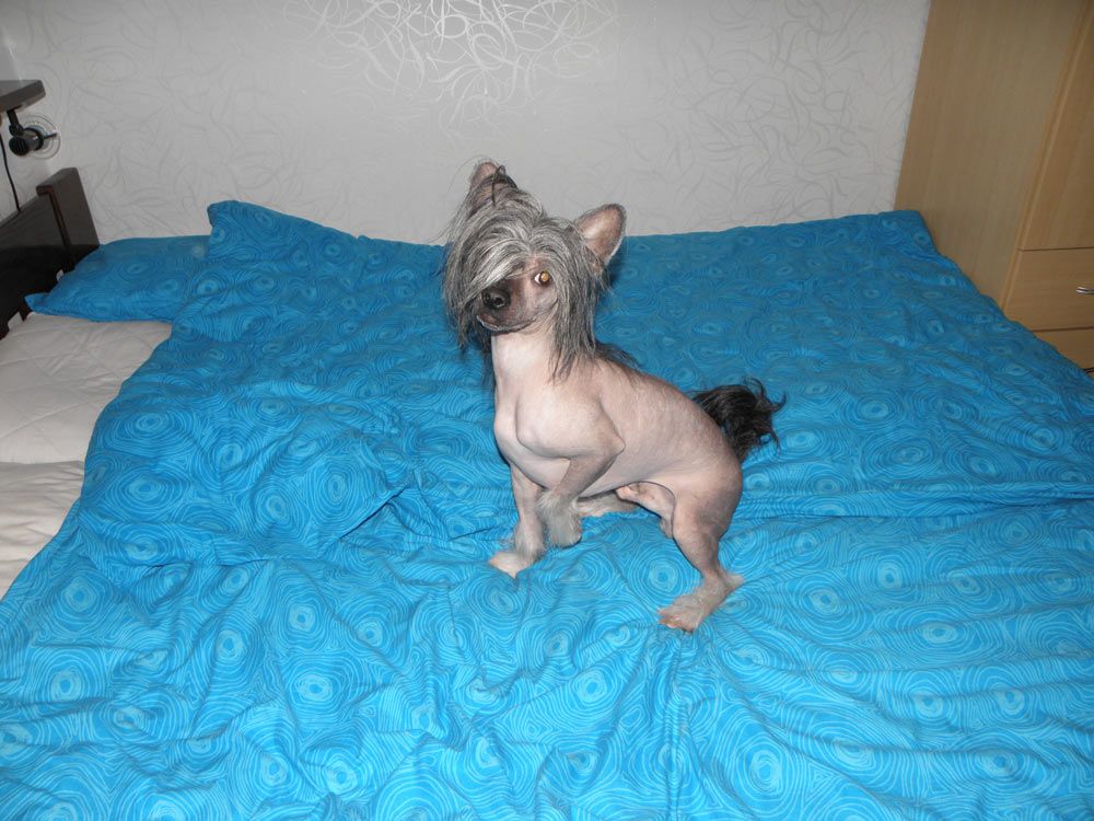 Black Knight  z Pulnocního dvora