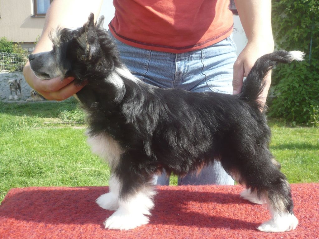 Beauty Boy z Pulnocního dvora