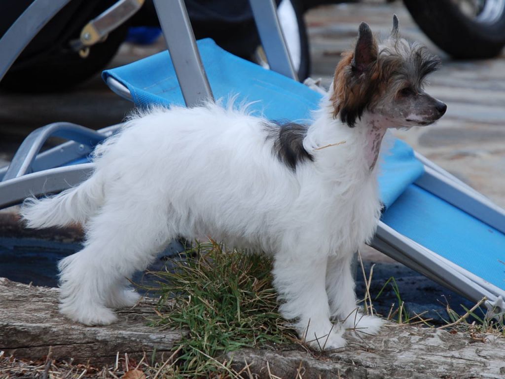 Electra Glide de Bandedogge