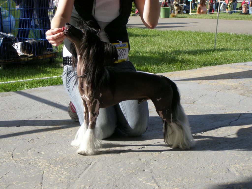 Angelo Fate Hoard Gold