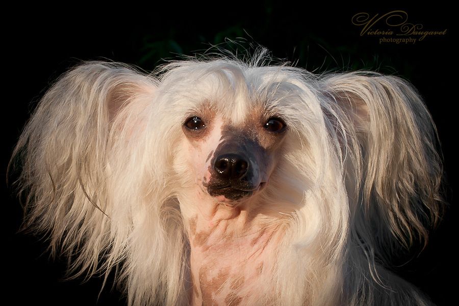 Fantastik Kashmir Toskania