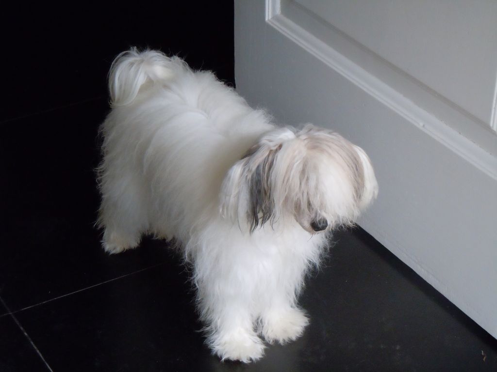 Cielos Nuevos Artemisa