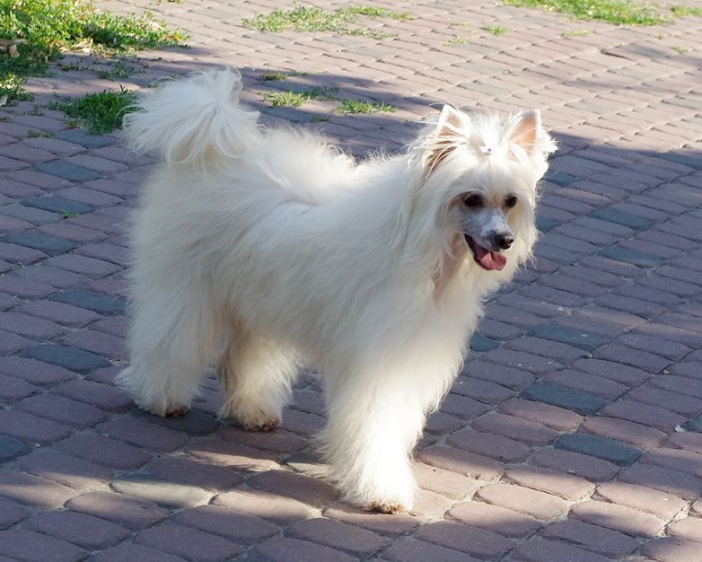 Annabella Vittoria dell Amore